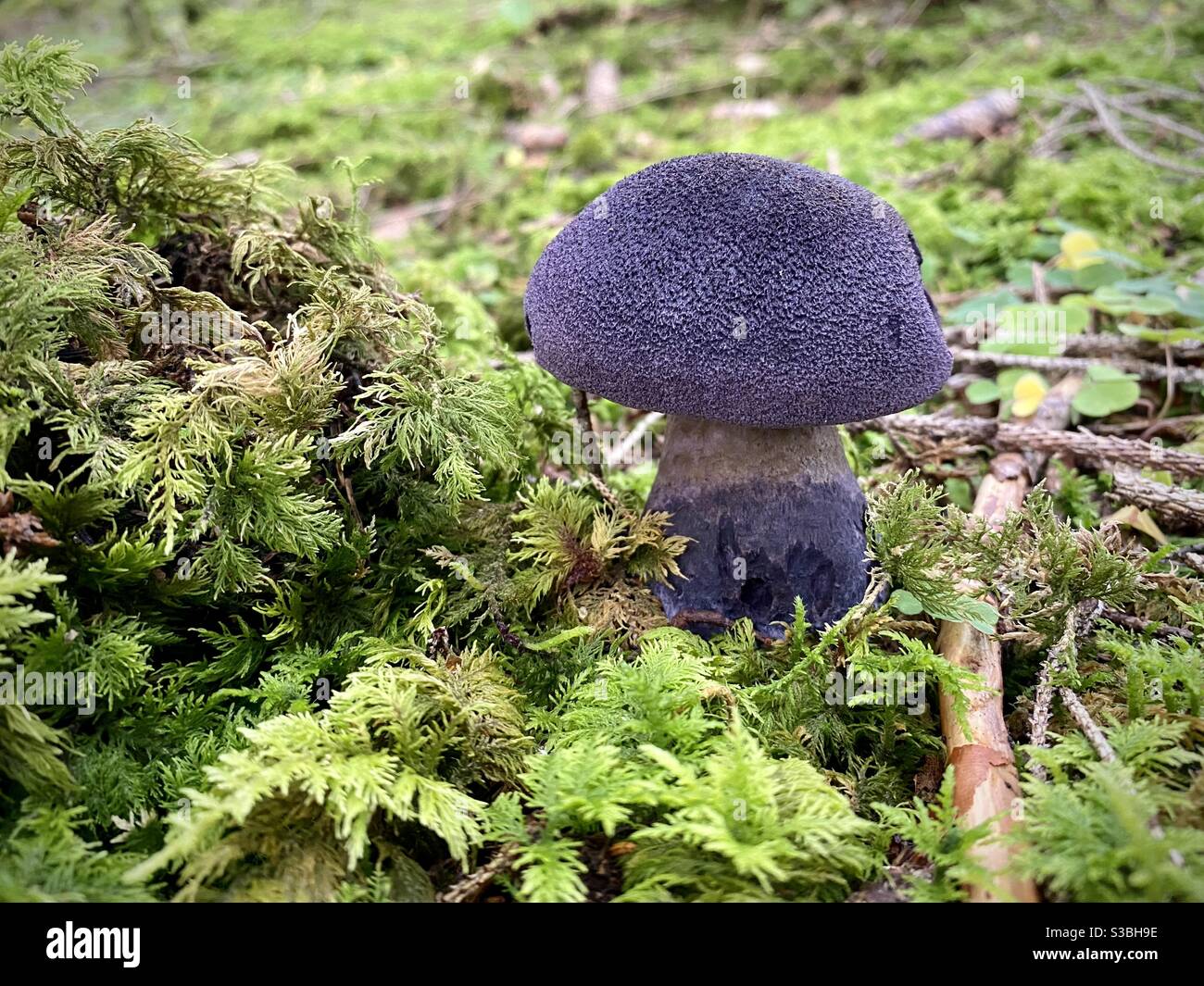 Violet webcap mushroom, Cortinarius violaceus, amongst moss on the forest floor Stock Photo