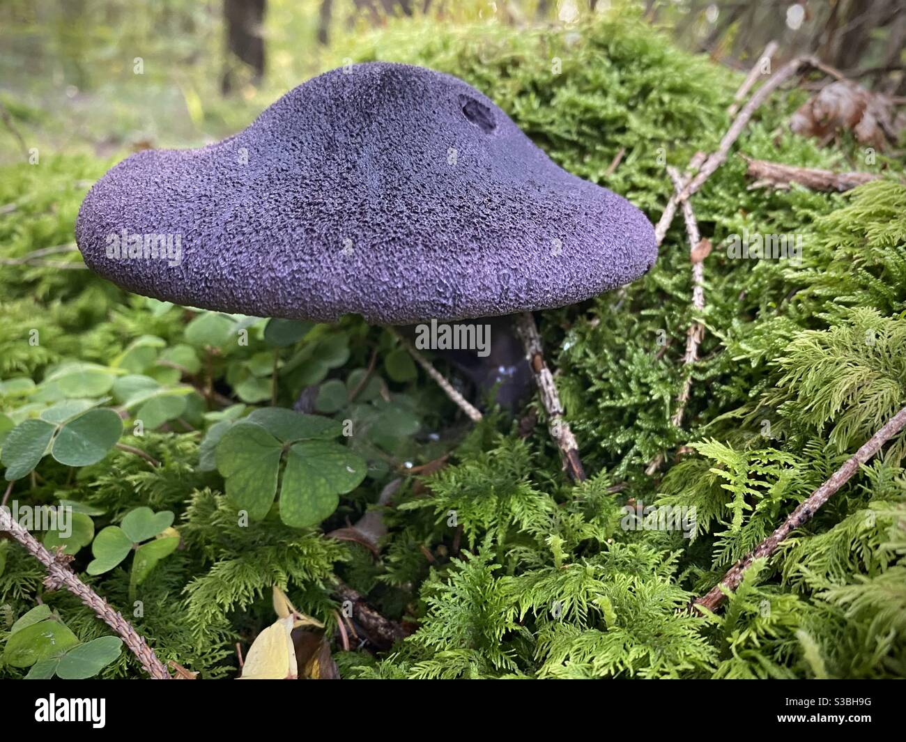 Violet webcap mushroom, Cortinarius violaceus Stock Photo