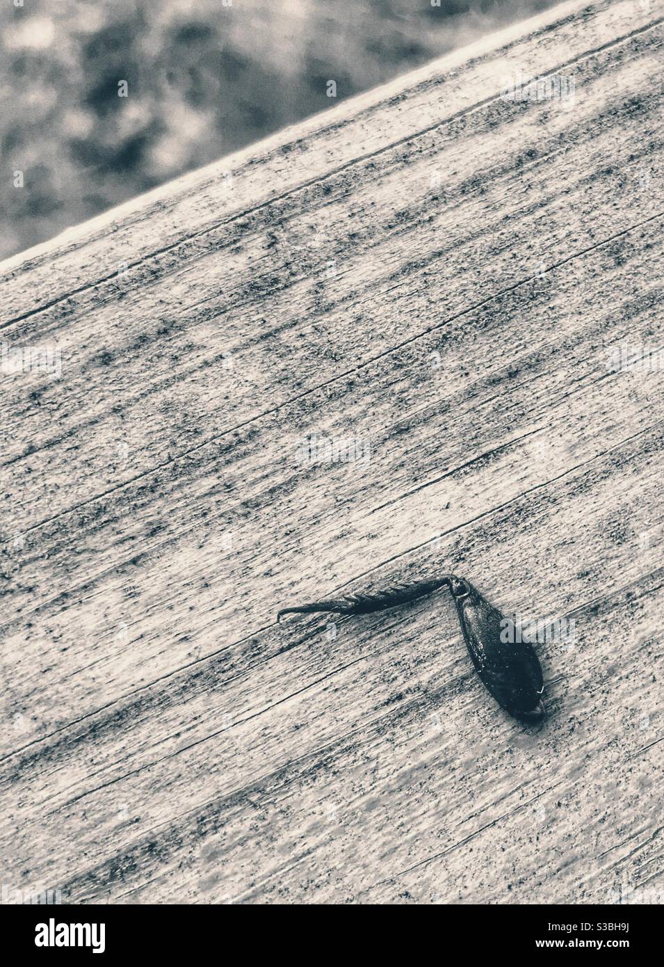 The bees knees- leg of some stinging insect on wooden deck Stock Photo
