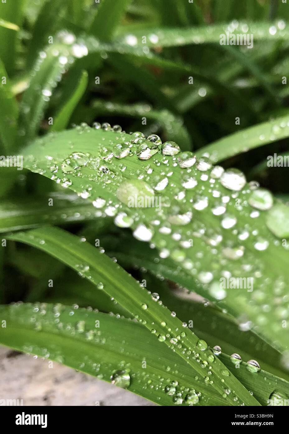 Macro shot of water drops on fresh green blades of grass Stock Photo