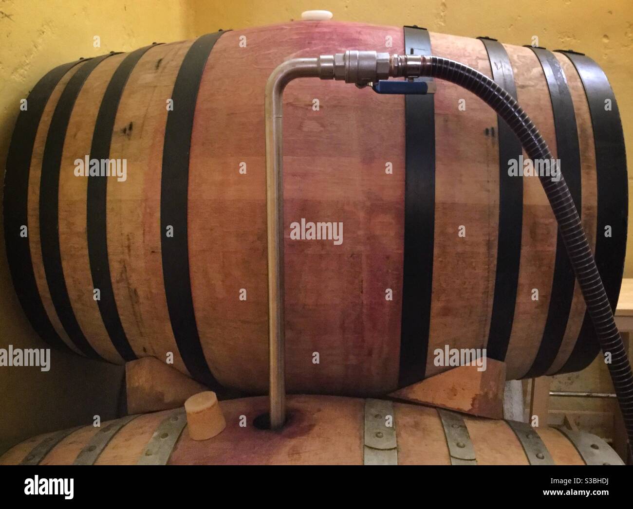 Transferring wine from stainless steel tank to oak barrels in a boutique winery, Catalonia, Spain. - Smartphone Captured Stock Image