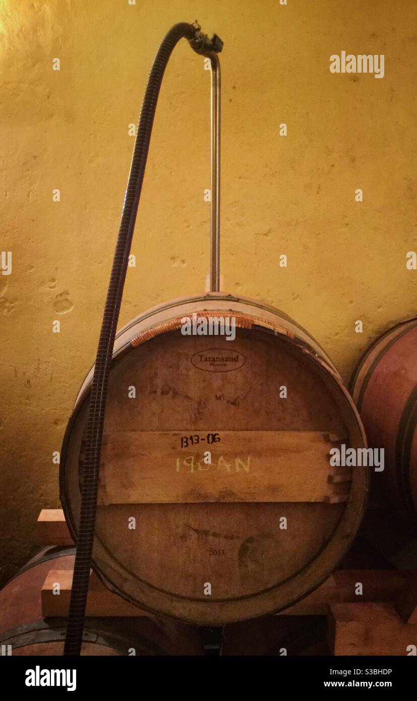 Transferring wine from stainless steel tank to oak barrels in a boutique winery, Catalonia, Spain. - Smartphone Captured Stock Image