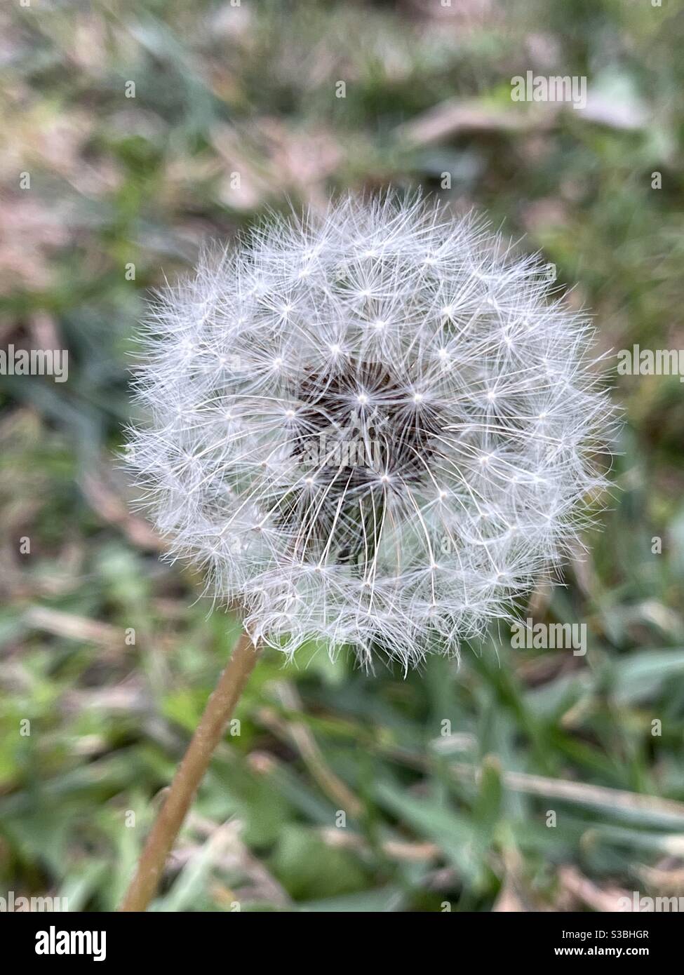 Fluffy blowball, Dandelion seed head on a field - Smartphone Captured Stock Image