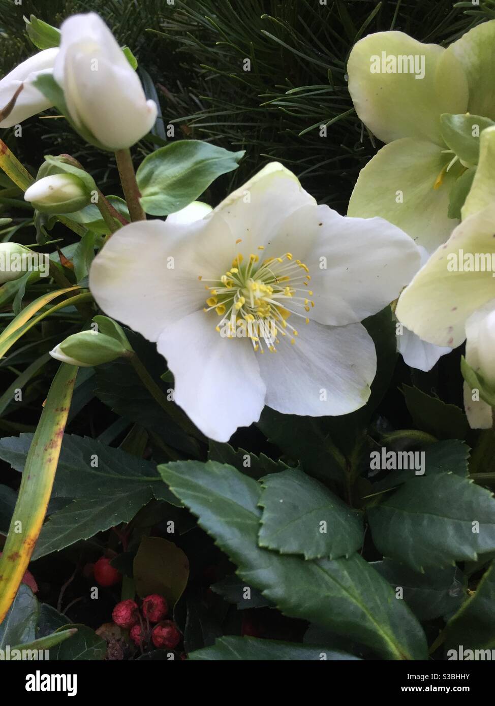 White hellebore flowers bloom in the winter season, USA - Smartphone Captured Stock Image
