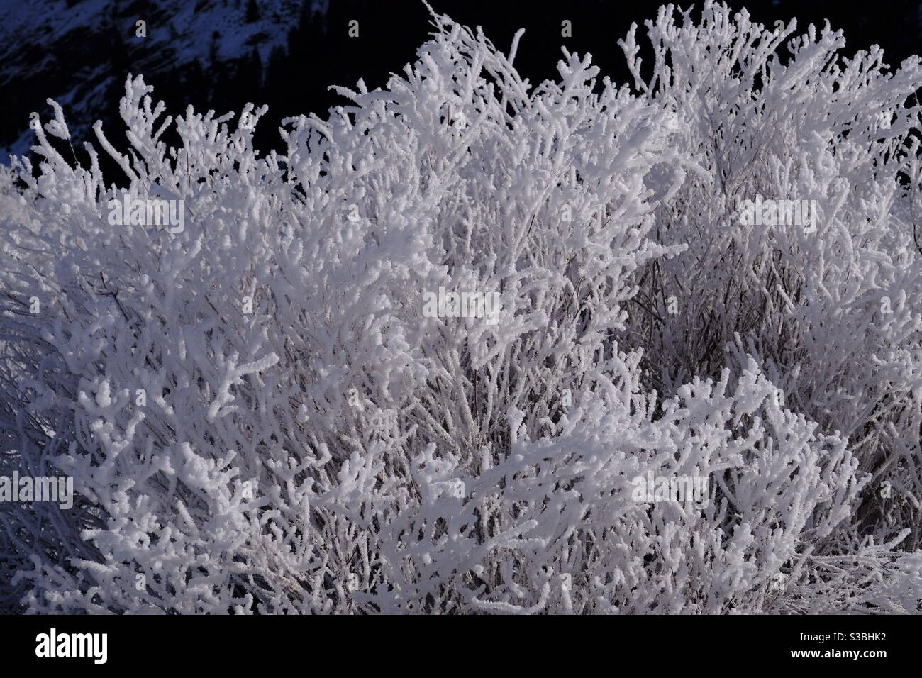 Frost in a willow Stock Photo