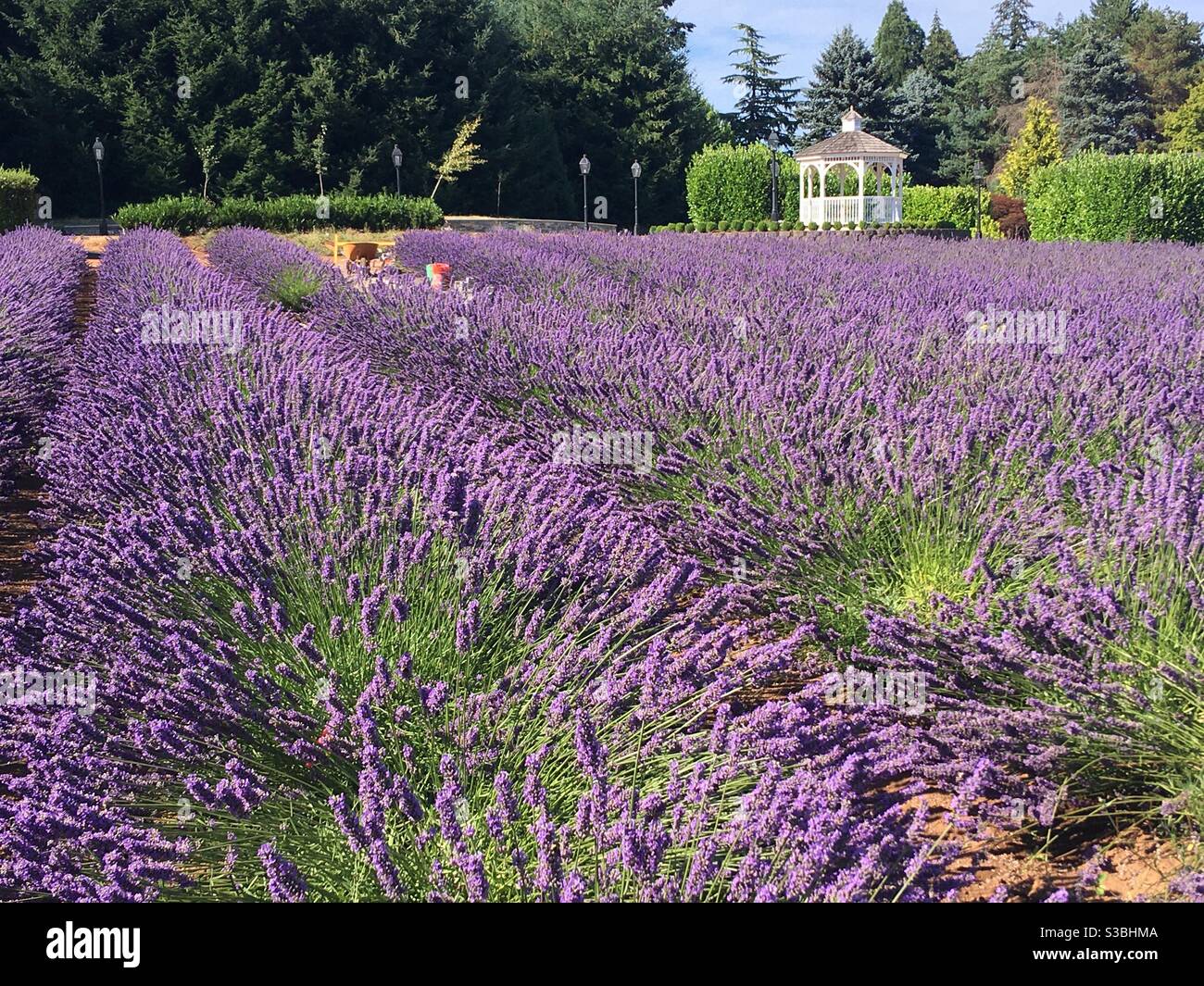 Lavender Farm Field in Oregon Stock Photo
