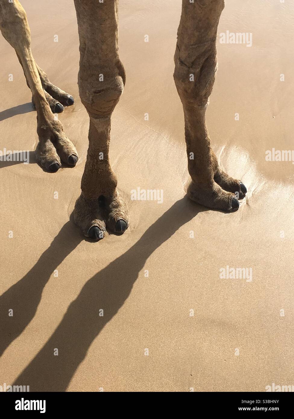 Cameltoes in the sand Stock Photo - Alamy