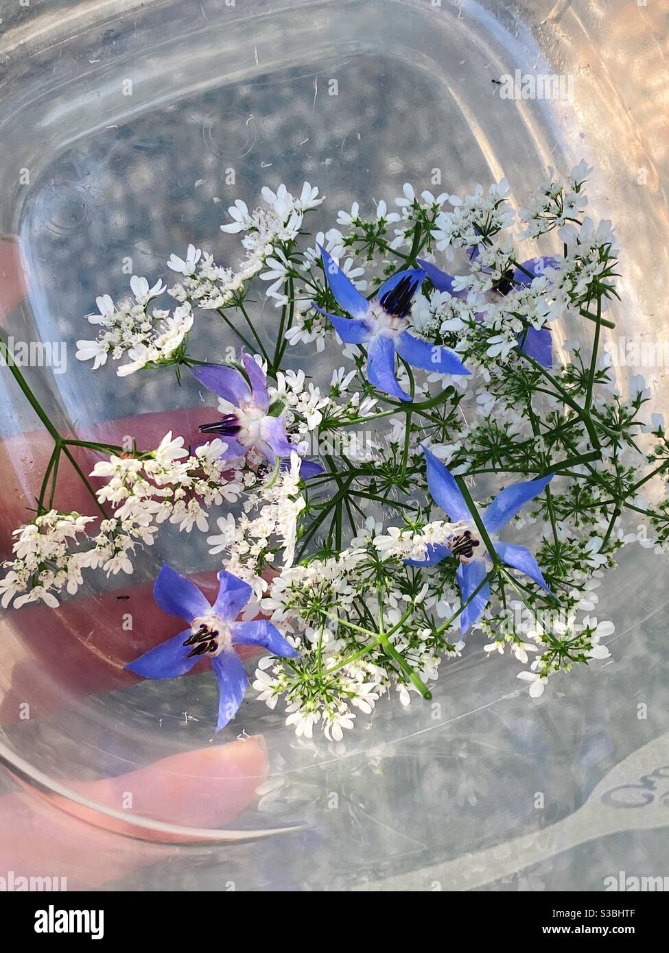 Harvested edible borage and cilantro flowers - Smartphone Captured Stock Image