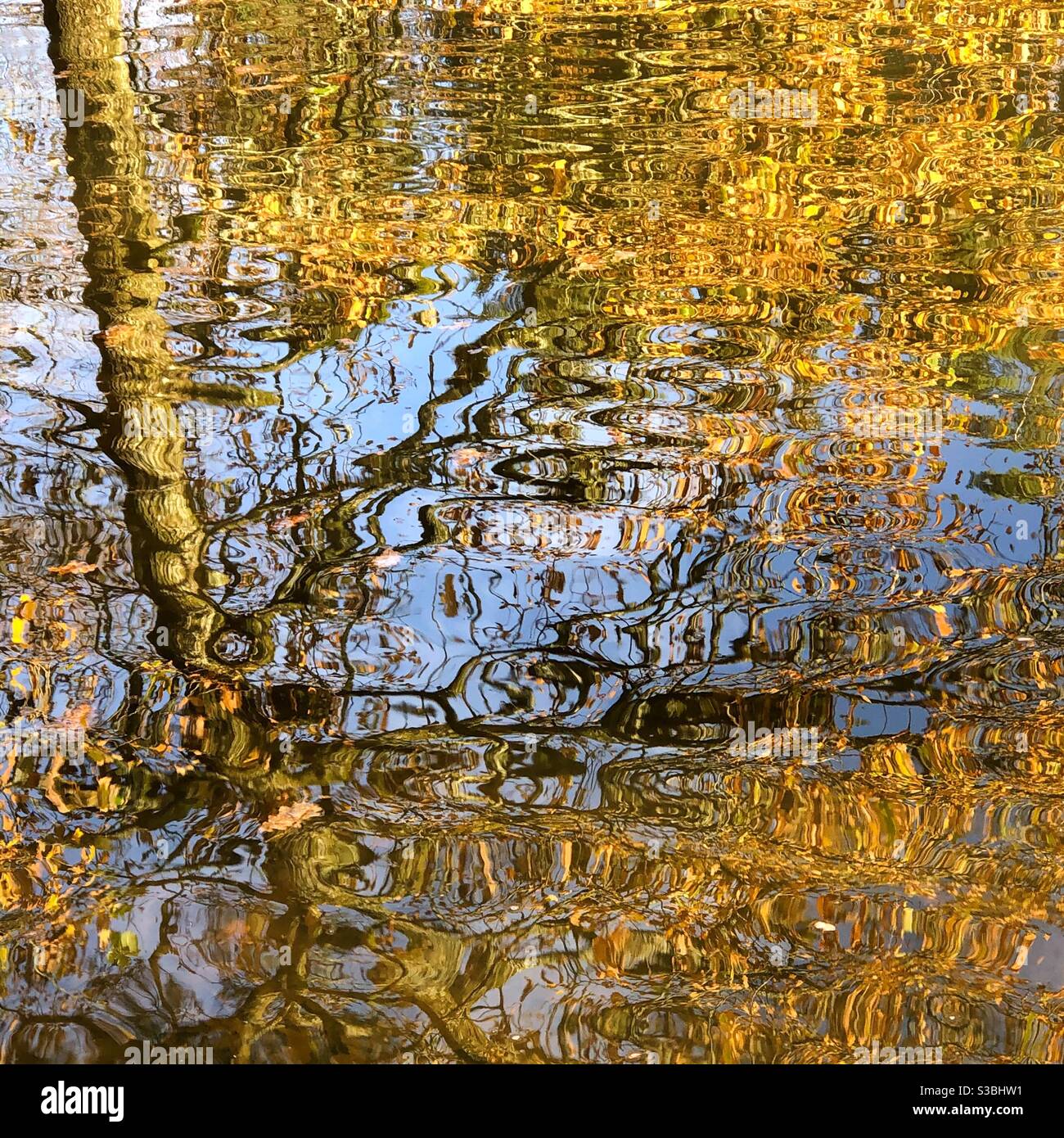 Autumn colours reflected in water - Smartphone Captured Stock Image