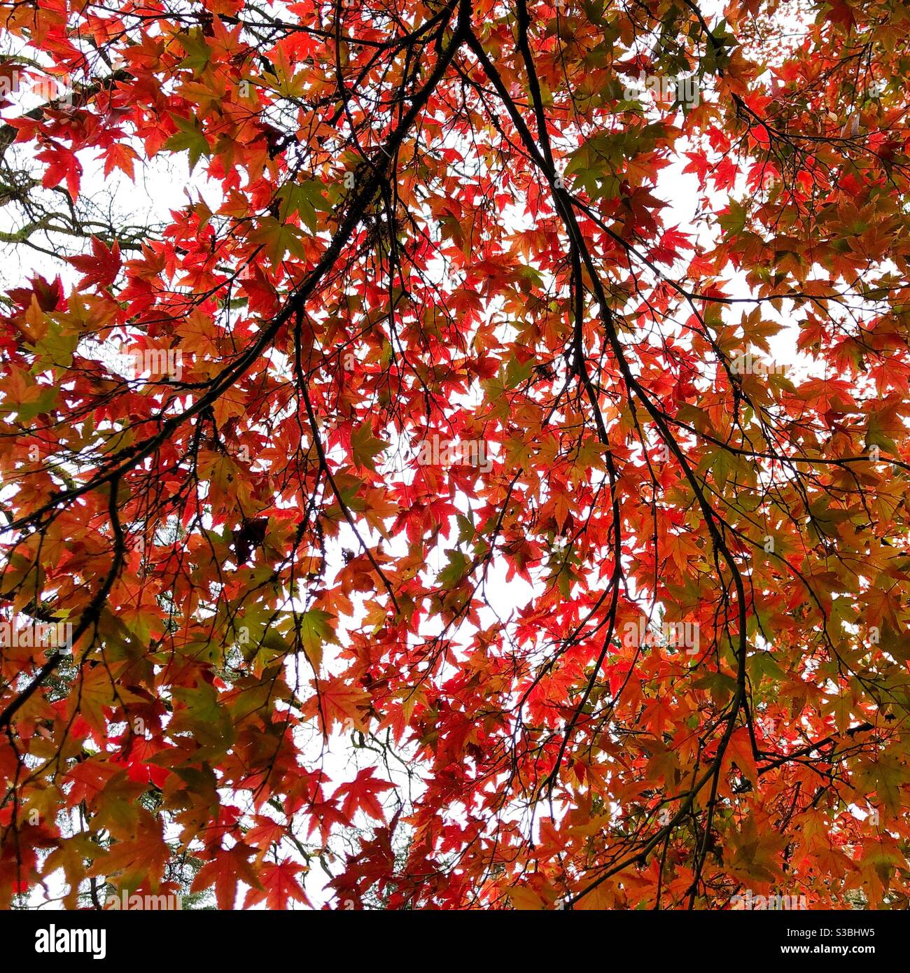 Japanese maple trees leaves hi-res stock photography and images - Alamy