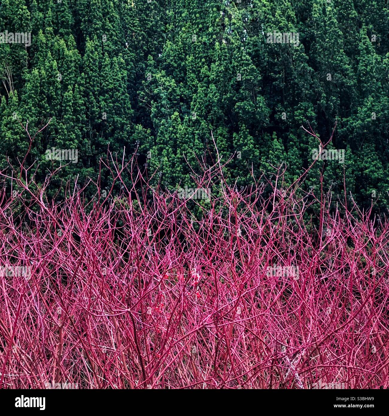 Patterns in nature - Smartphone Captured Stock Image