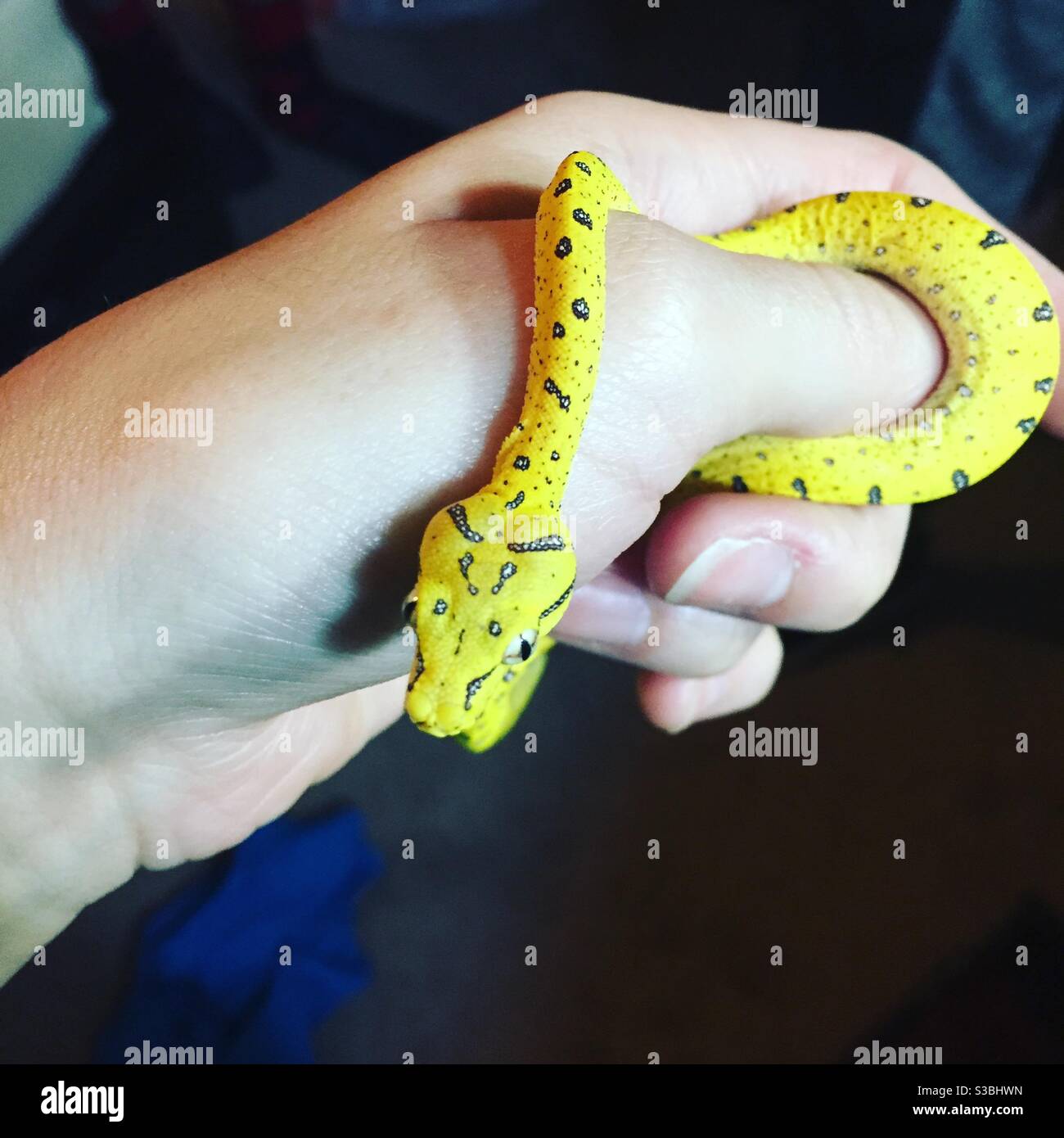 Yellow snake hi-res stock photography and images - Alamy