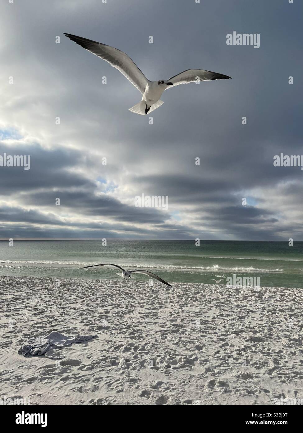 Seagulls inflight over white sand Florida beach with early morning cloudy skies Stock Photo
