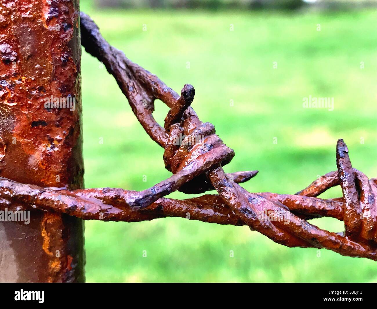 Rusty barbed wire fence - Smartphone Captured Stock Image
