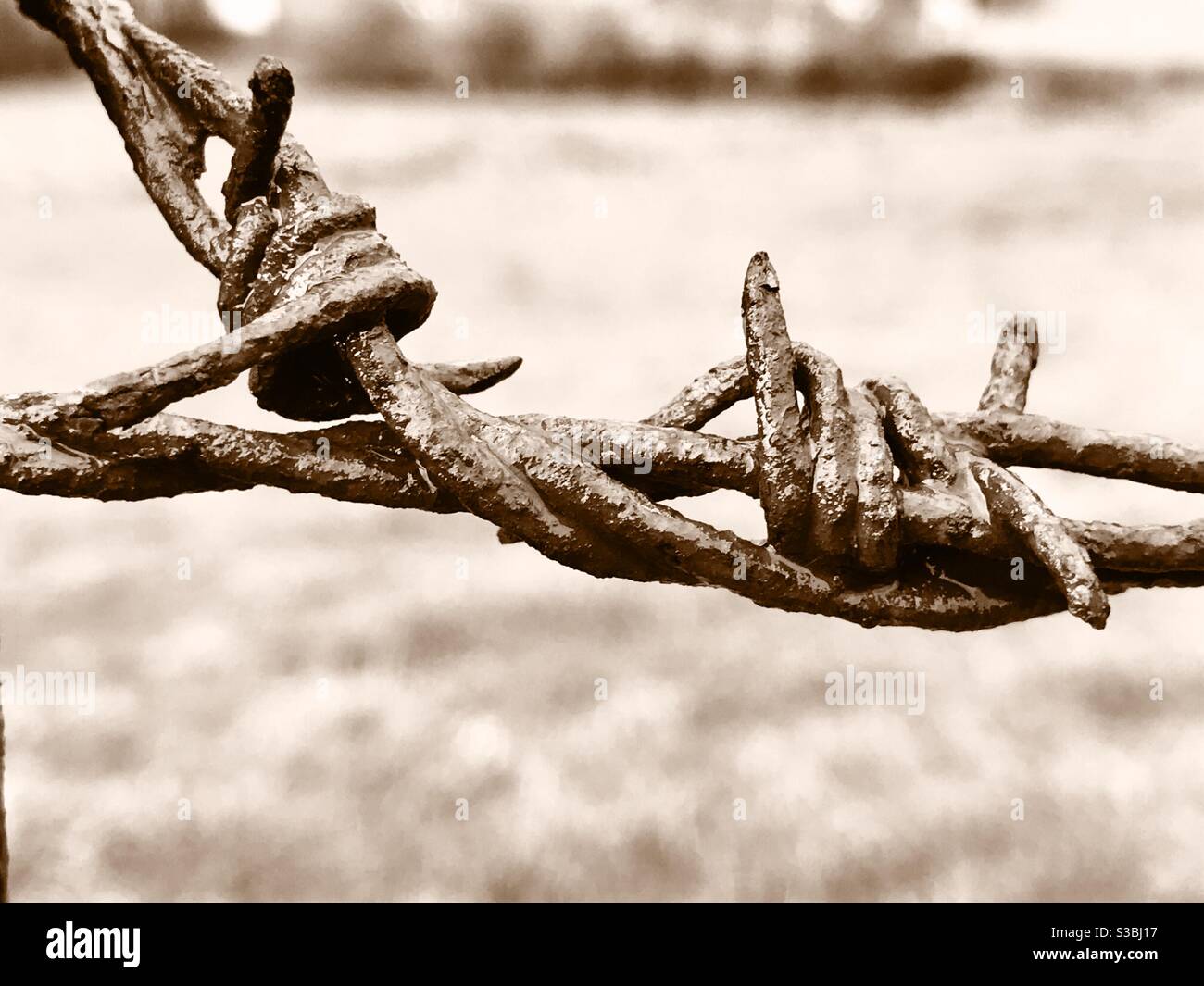 Rusty barbed wire fencing - Smartphone Captured Stock Image