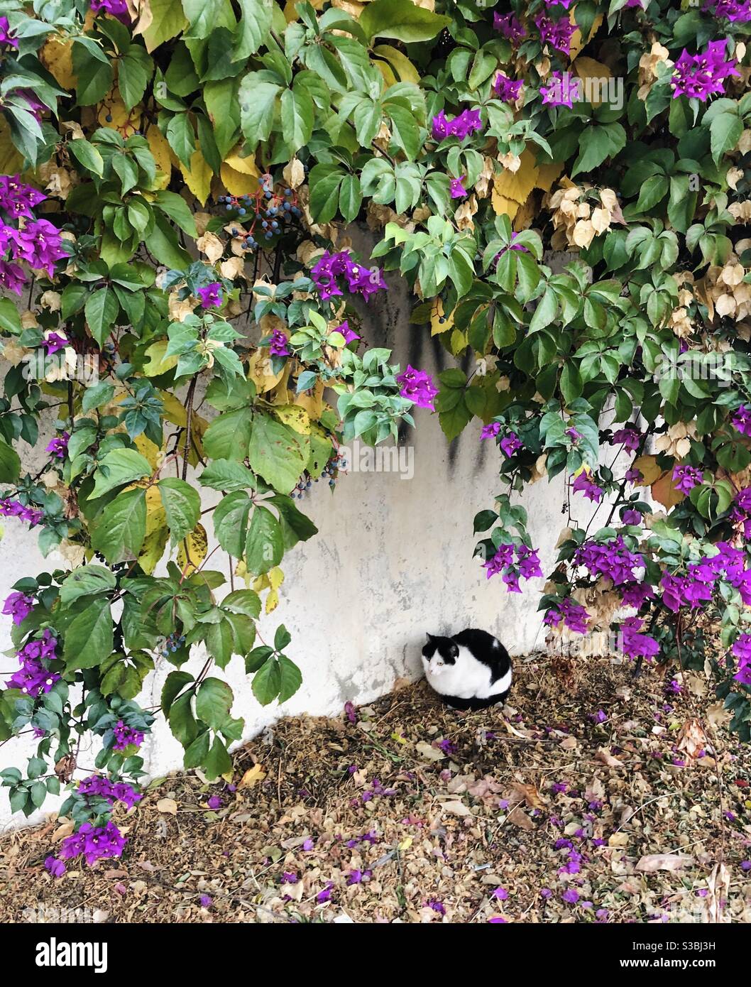 Stray cat sitting around a floral surrounding - Smartphone Captured Stock Image