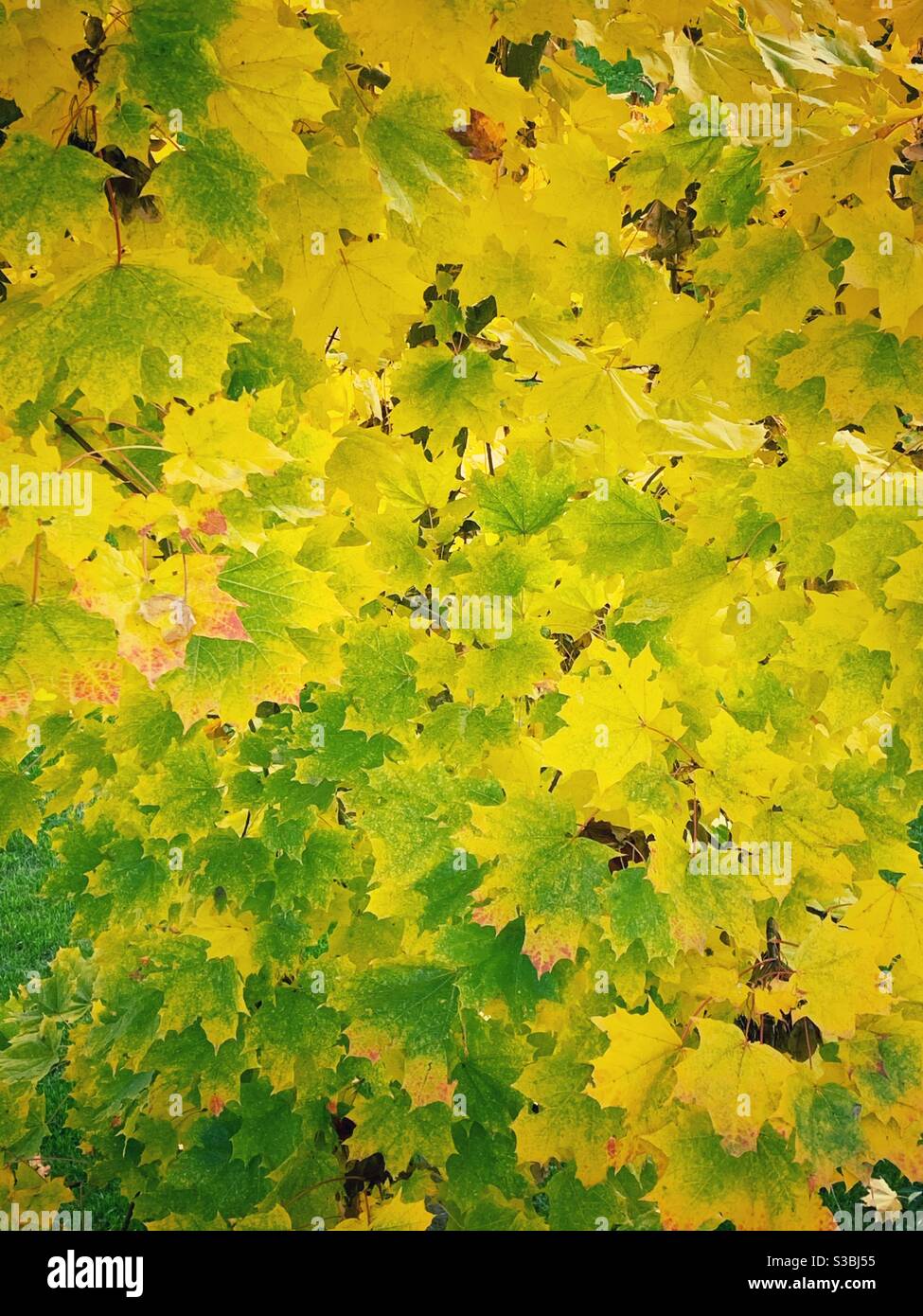 Green yellow autumn leaves Stock Photo