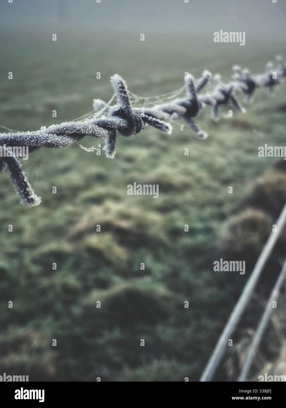 Metal fence in frosty morning - Smartphone Captured Stock Image