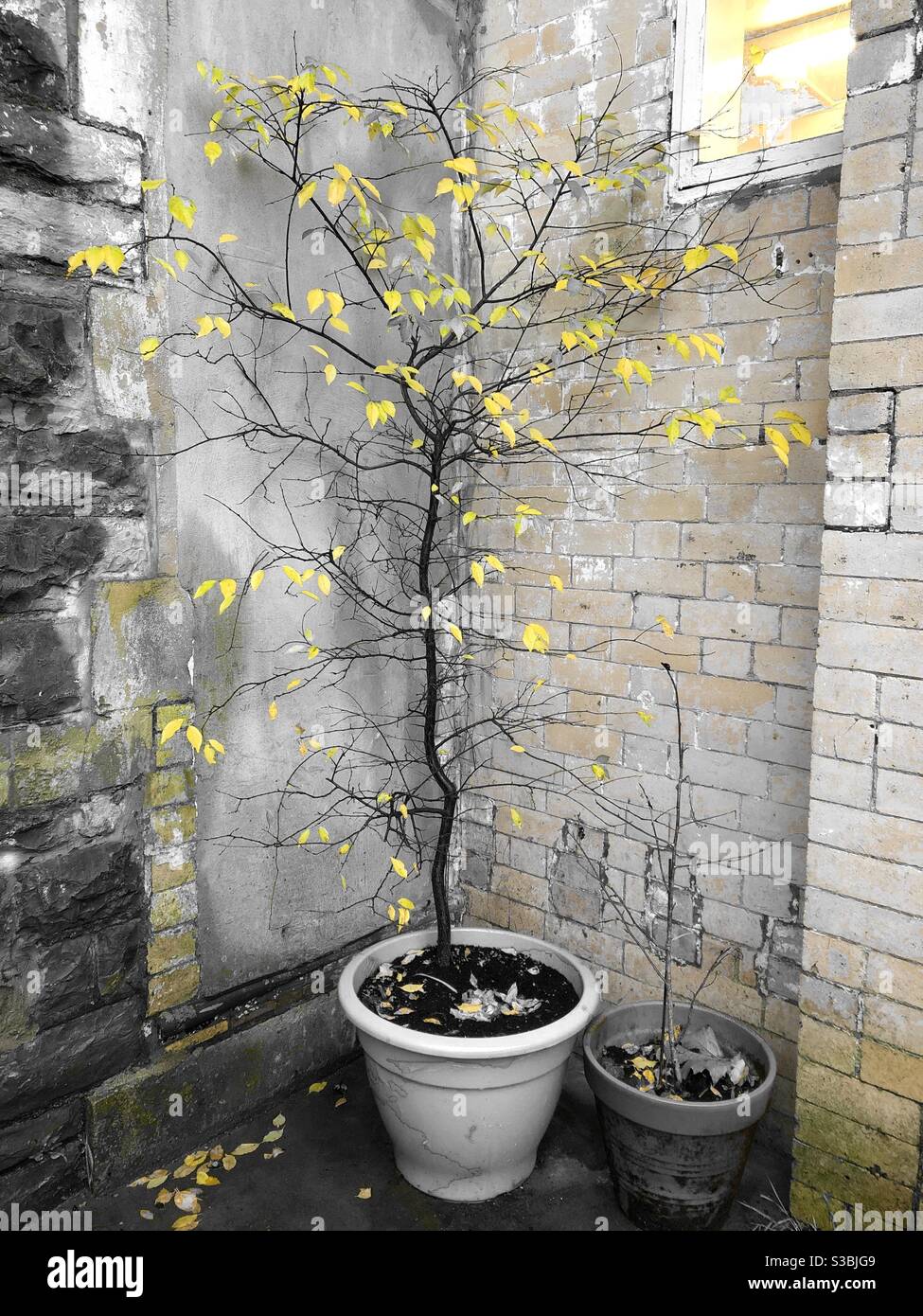 Colour popped tree with yellow leaves standing in the corner of a school yard - Smartphone Captured Stock Image