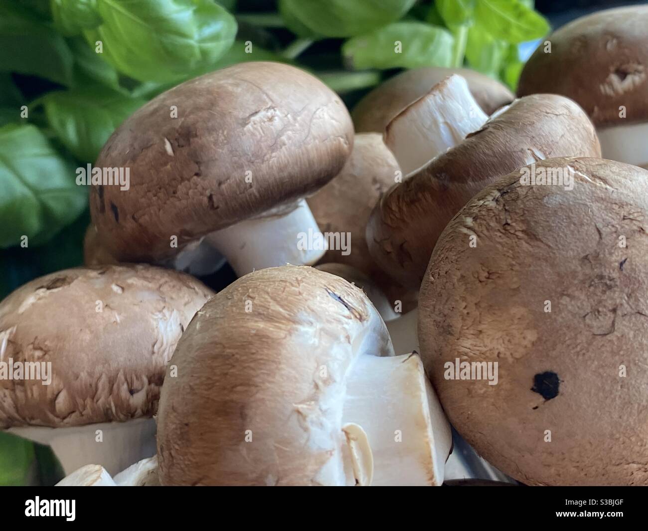 Fresh mushrooms and basil ingredients in the kitchen Stock Photo Alamy