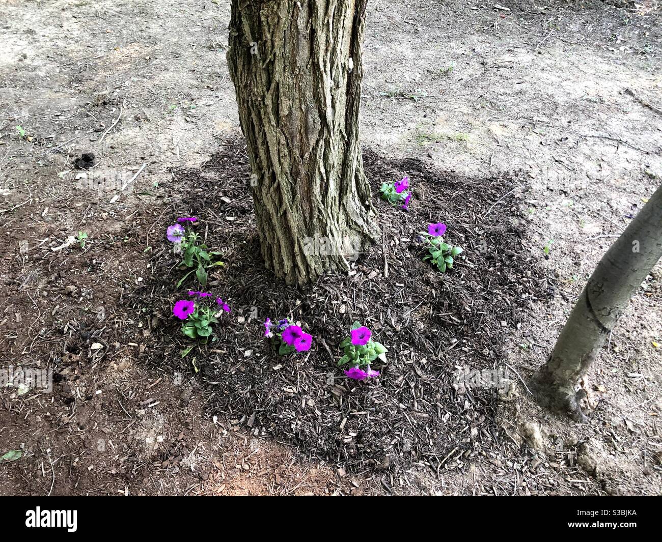 Flowers around tree Stock Photo Alamy