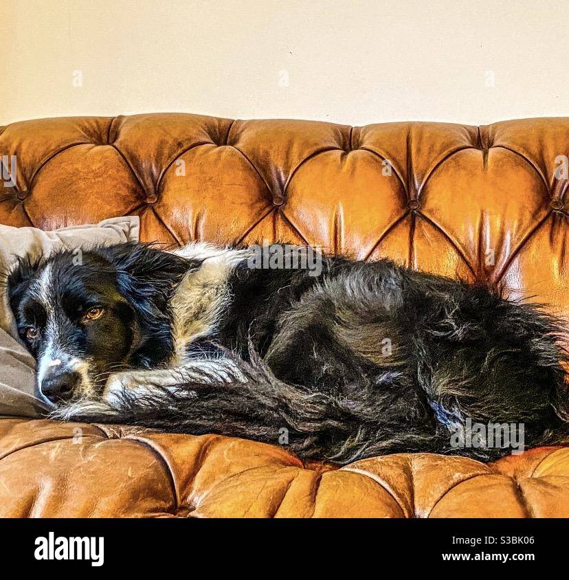 Dogs.... - Smartphone Captured Stock Image