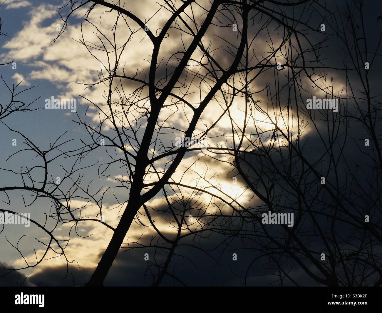 Der Baum vor den Wolken Stock Photo