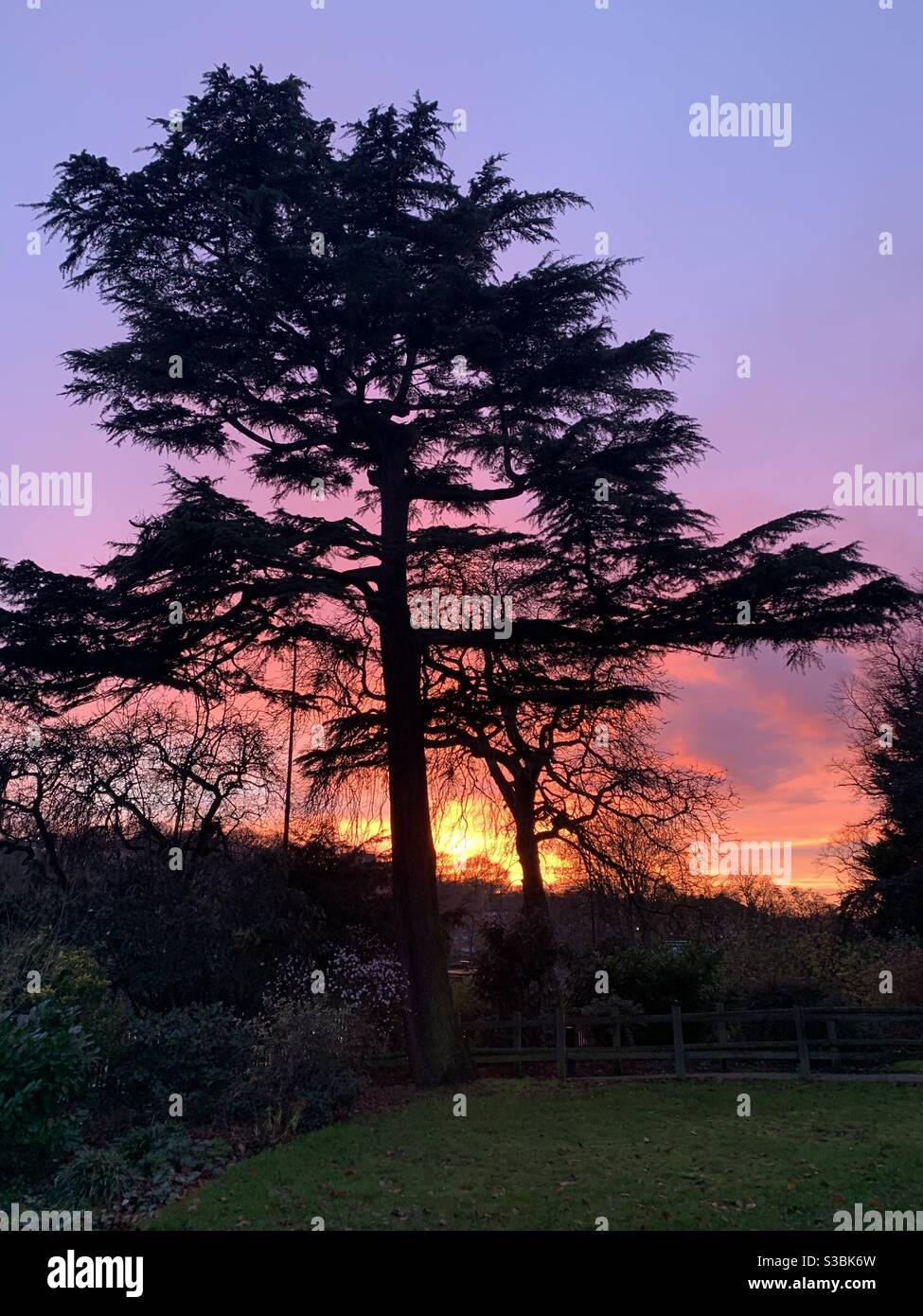 Winter sunset behind silhouette of cedar tree in the horniman gardens - Smartphone Captured Stock Image