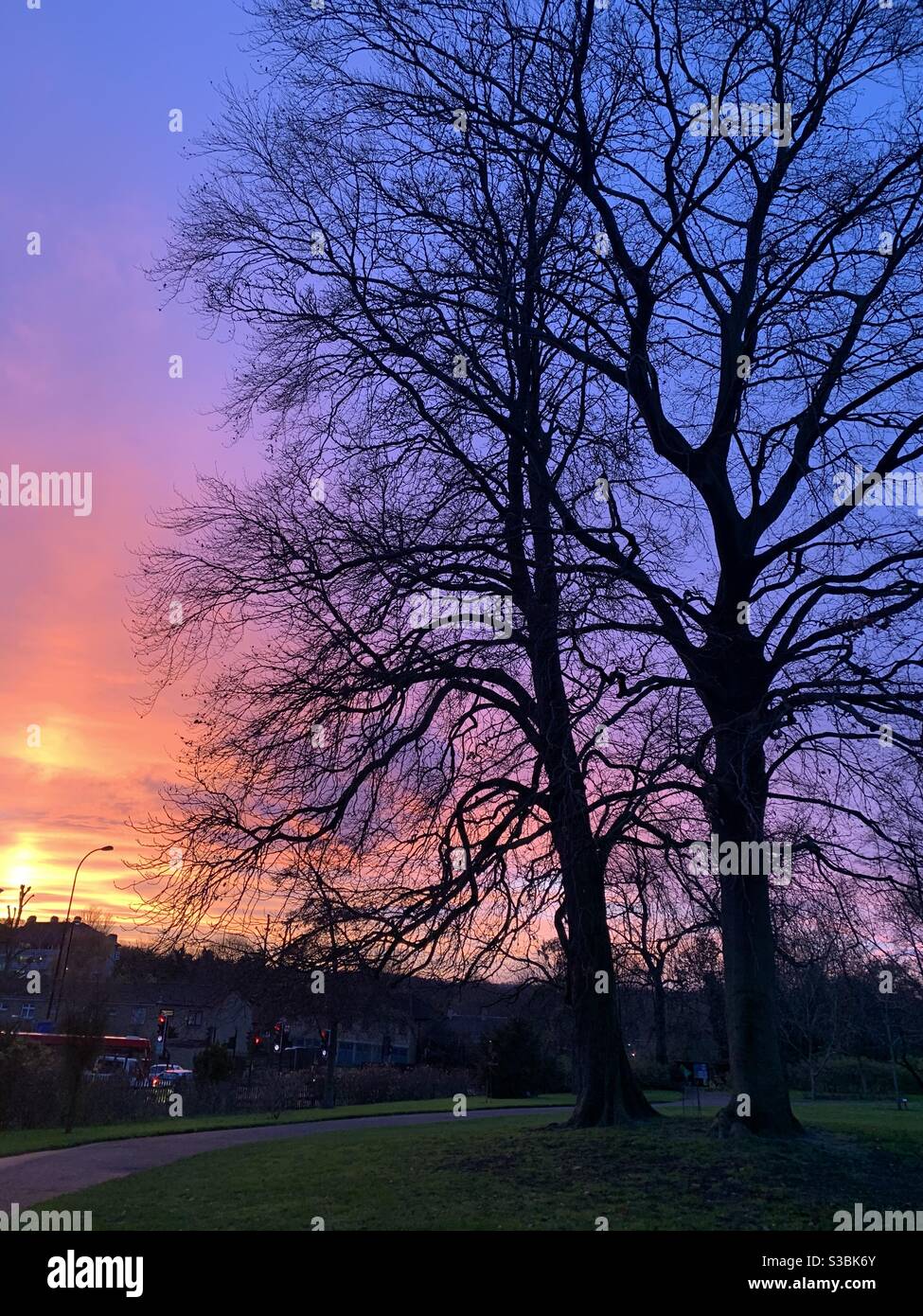 Tree silhouettes against winter sunset in the horniman gardens - Smartphone Captured Stock Image