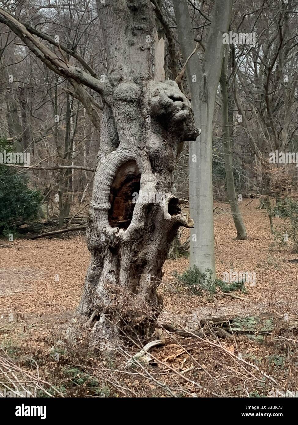 Scary tree man of Epping forest Stock Photo