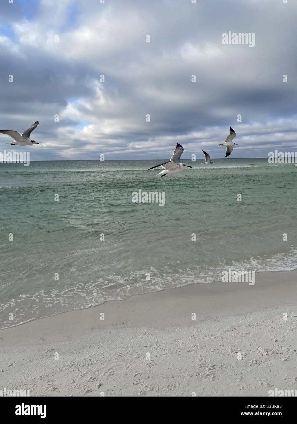 Flock of seagulls flying over emerald colored water of the Gulf of Mexico Florida - Smartphone Captured Stock Image