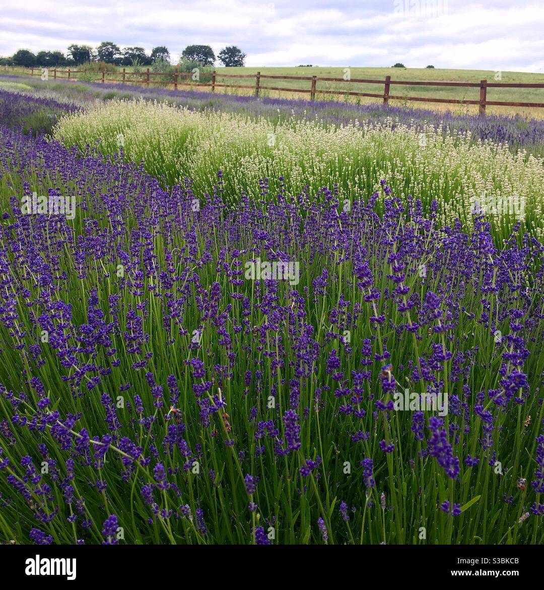 Lavender fields - Smartphone Captured Stock Image