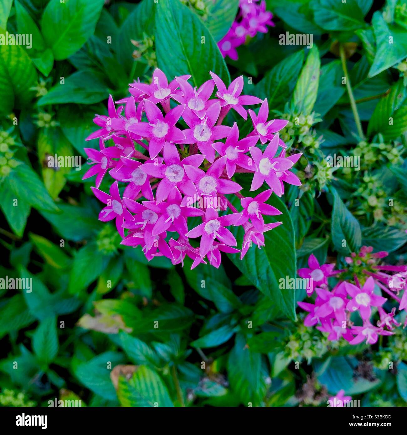Ixora -Flowering tropical shrub from the family Rubiaceae. Stock Photo