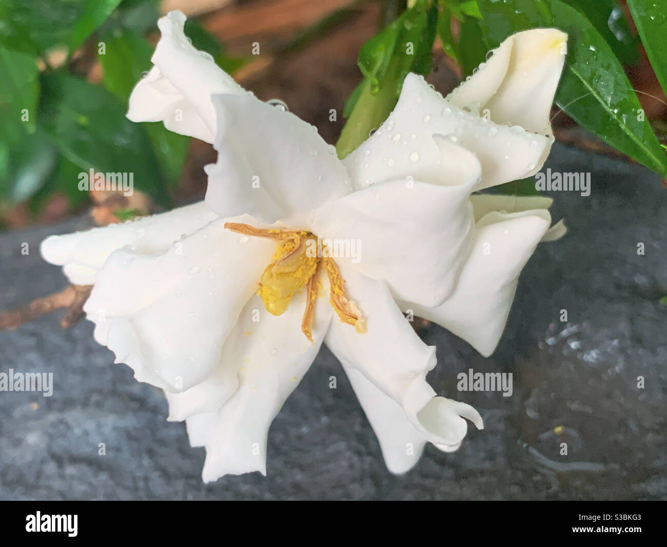 A creamy white Gardenia sprinkled with water droplets in the garden Stock Photo