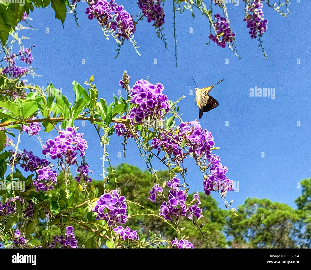 Beautiful butterfly fluttering around purple Geisha Girl flowers on a blue sky day Stock Photo