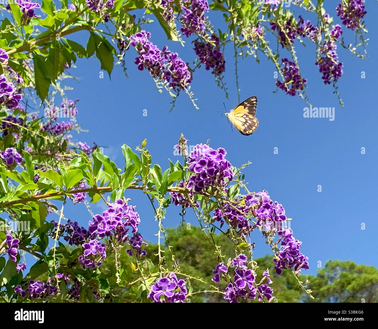 Delightful white orange and black butterfly flying around purple Geisha Girl flowers against a blue sky Stock Photo