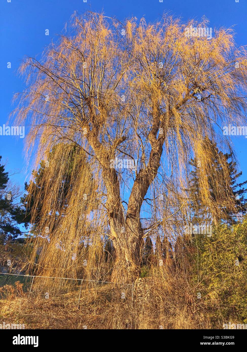 A weeping willow tree in the fall. Stock Photo
