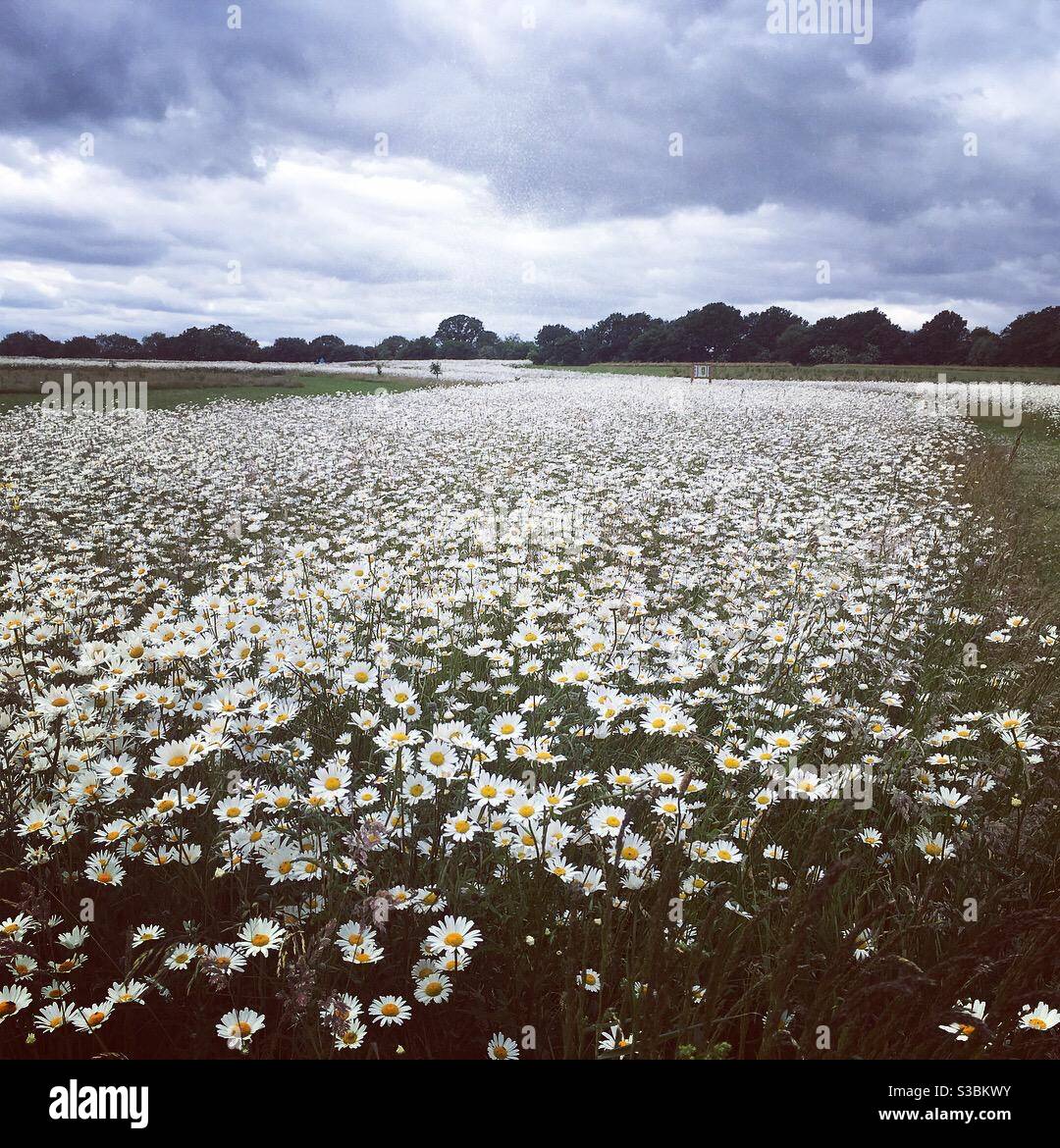 A field of daisies Stock Photo