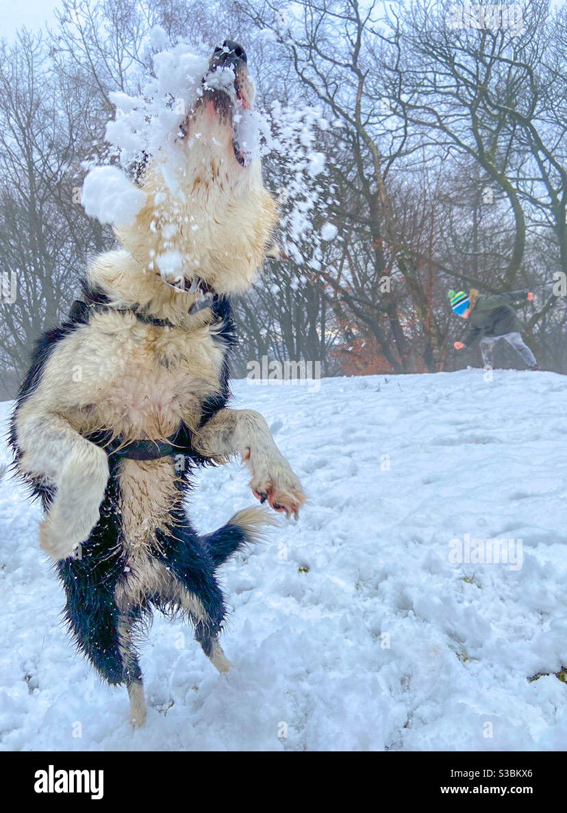Winter walks - Smartphone Captured Stock Image