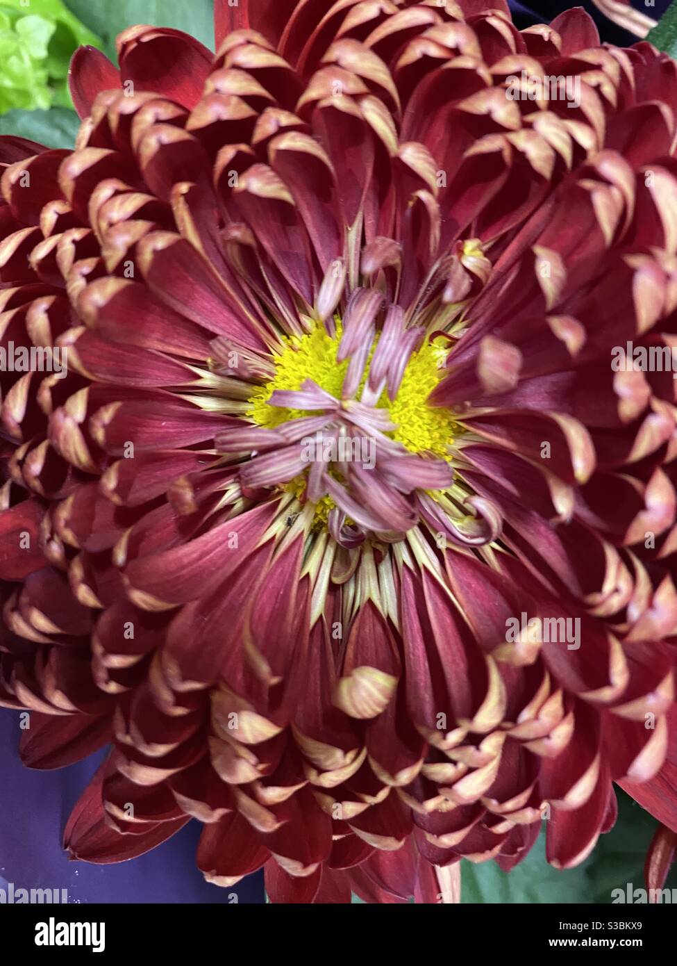 Chrysanthemum in bloom hi-res stock photography and images - Alamy