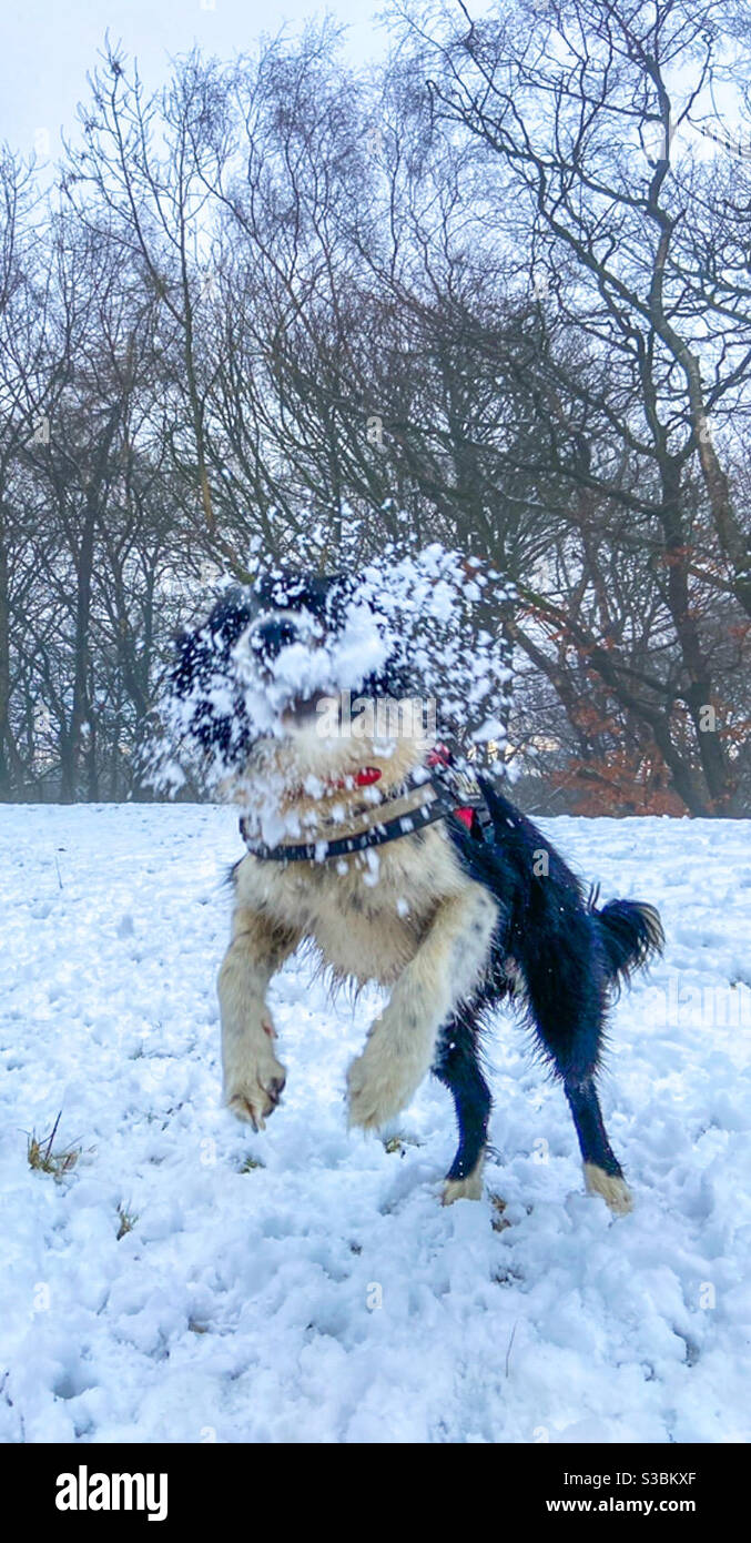 Winter walks - Smartphone Captured Stock Image
