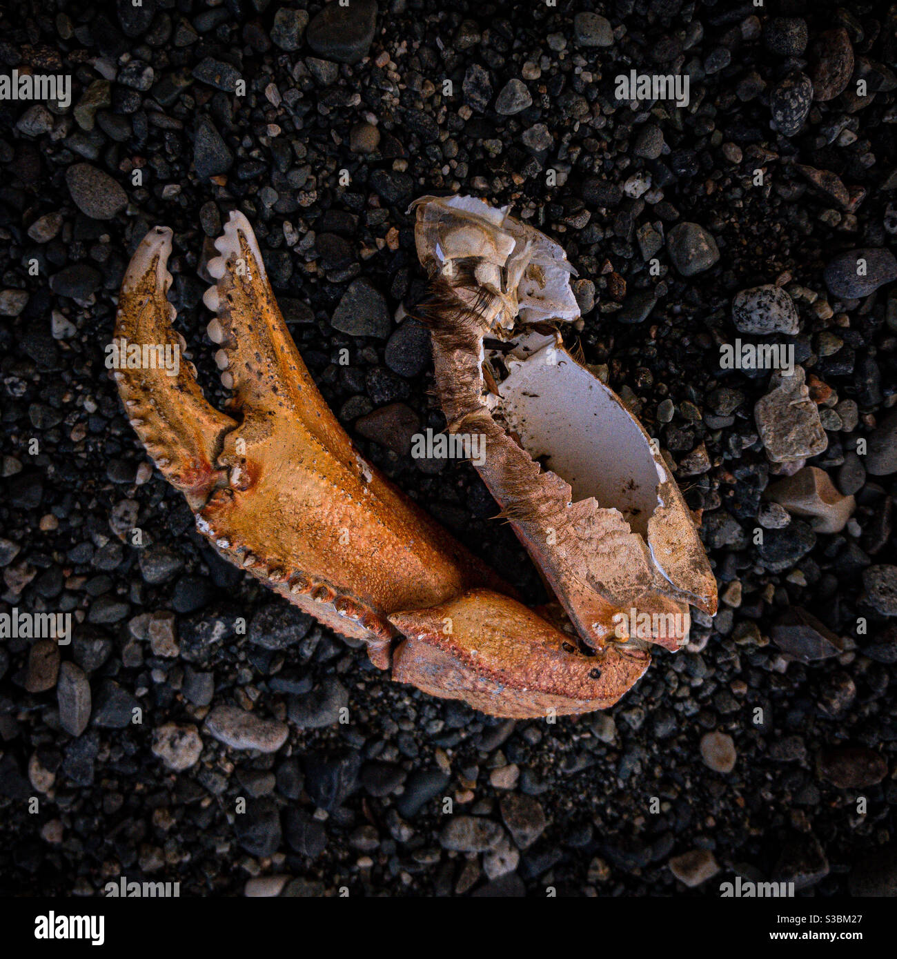 Crab claw on the beach Stock Photo Alamy
