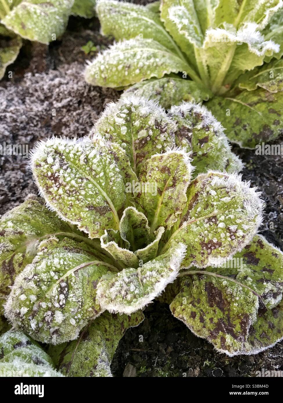Freckles lettuce hires stock photography and images Alamy