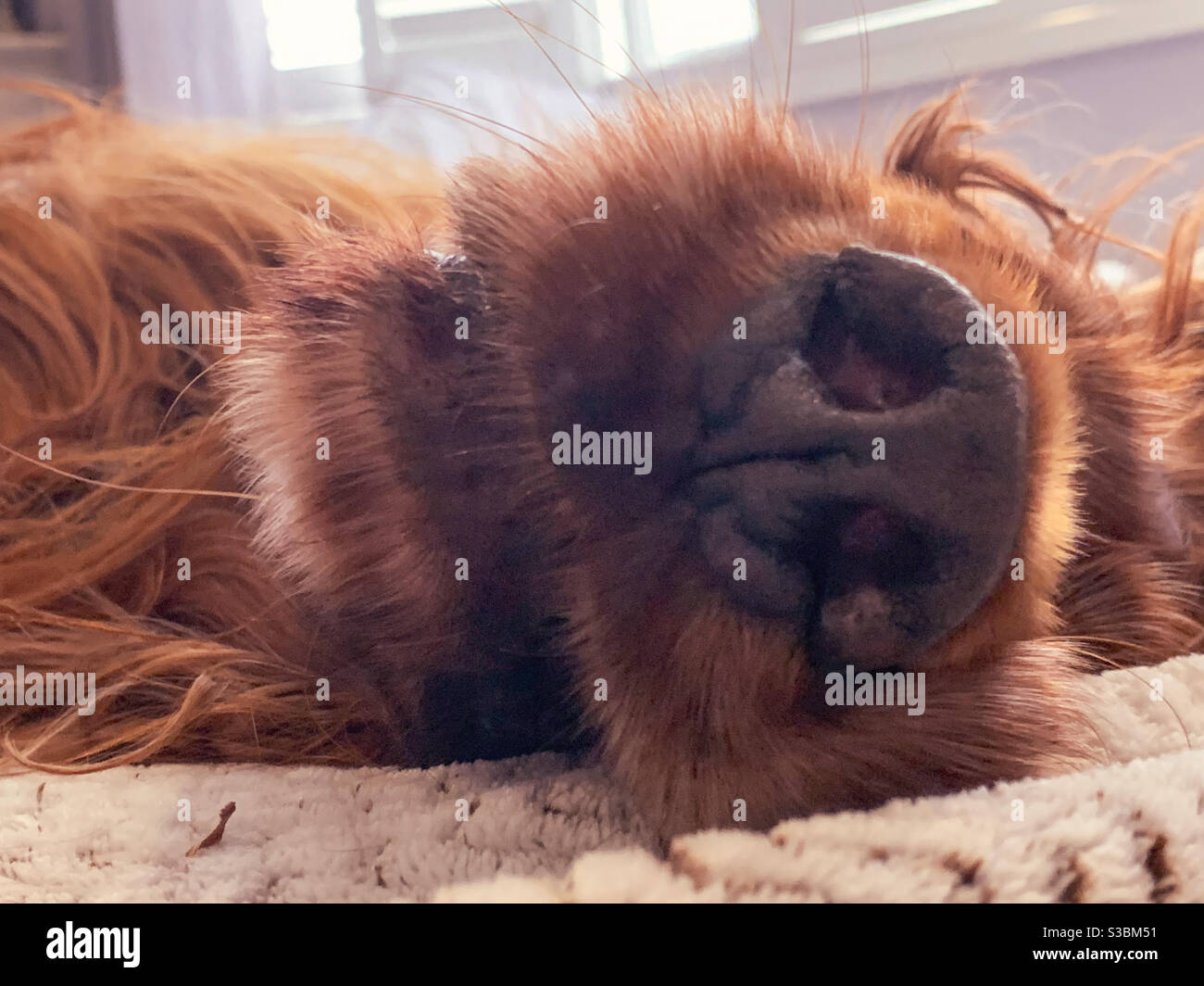 Closeup on a sleeping Irish Setter dog’s nose and nostrils , funny, perspective of nose at eye level. Snout Stock Photo