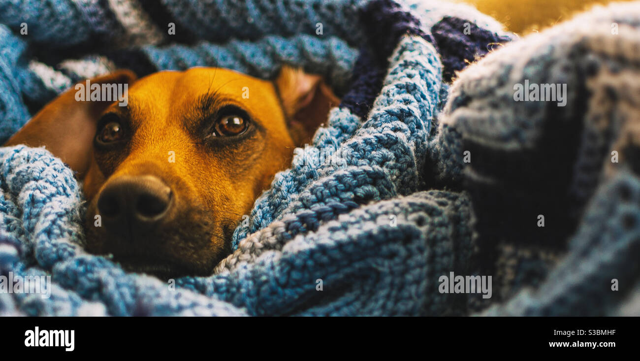 Puppy bundled up in a blanket Stock Photo Alamy