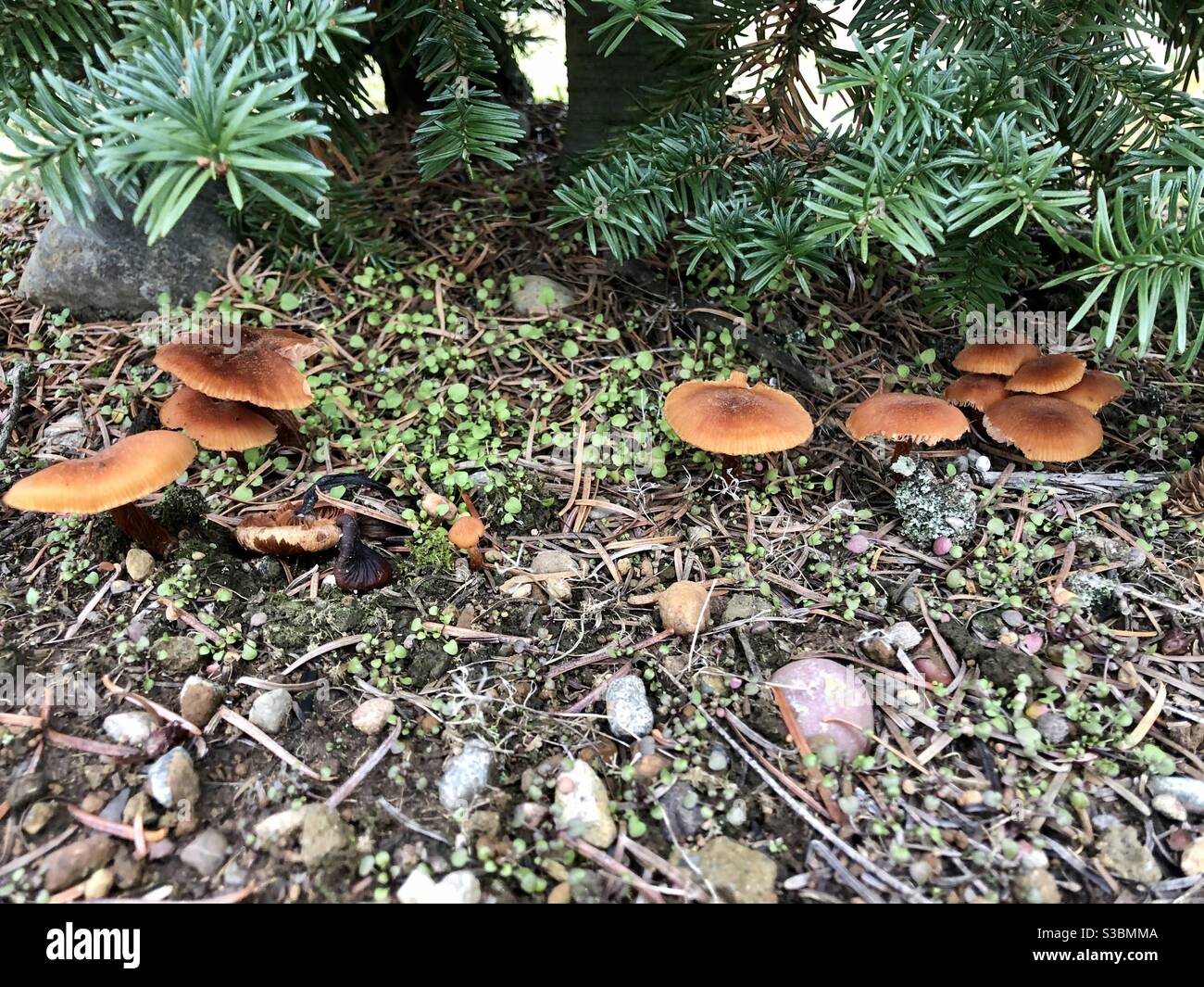 Mushrooms under pine tree hires stock photography and images Alamy