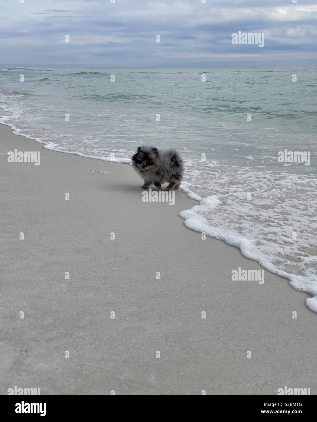 Gray and black Pomeranian playing on the beach - Smartphone Captured Stock Image