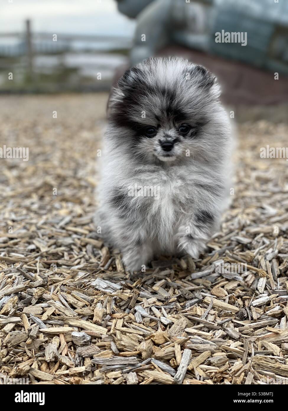 Black Pomeranian Puppy High Resolution Stock Photography And Images Alamy