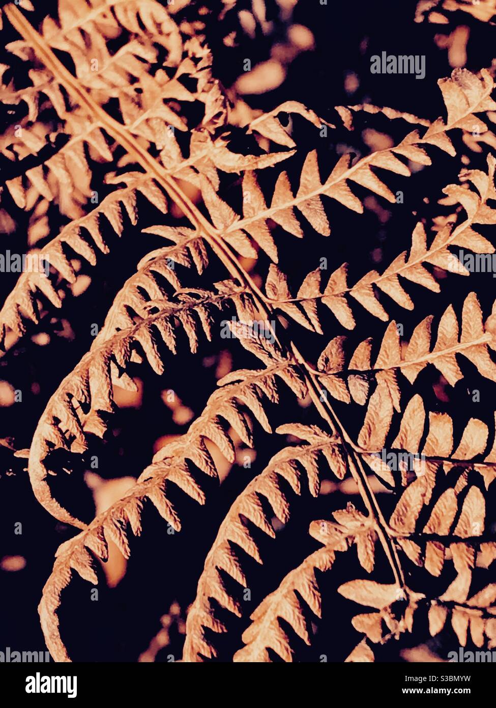 Detail of a bracken fern frond in winter. Stock Photo