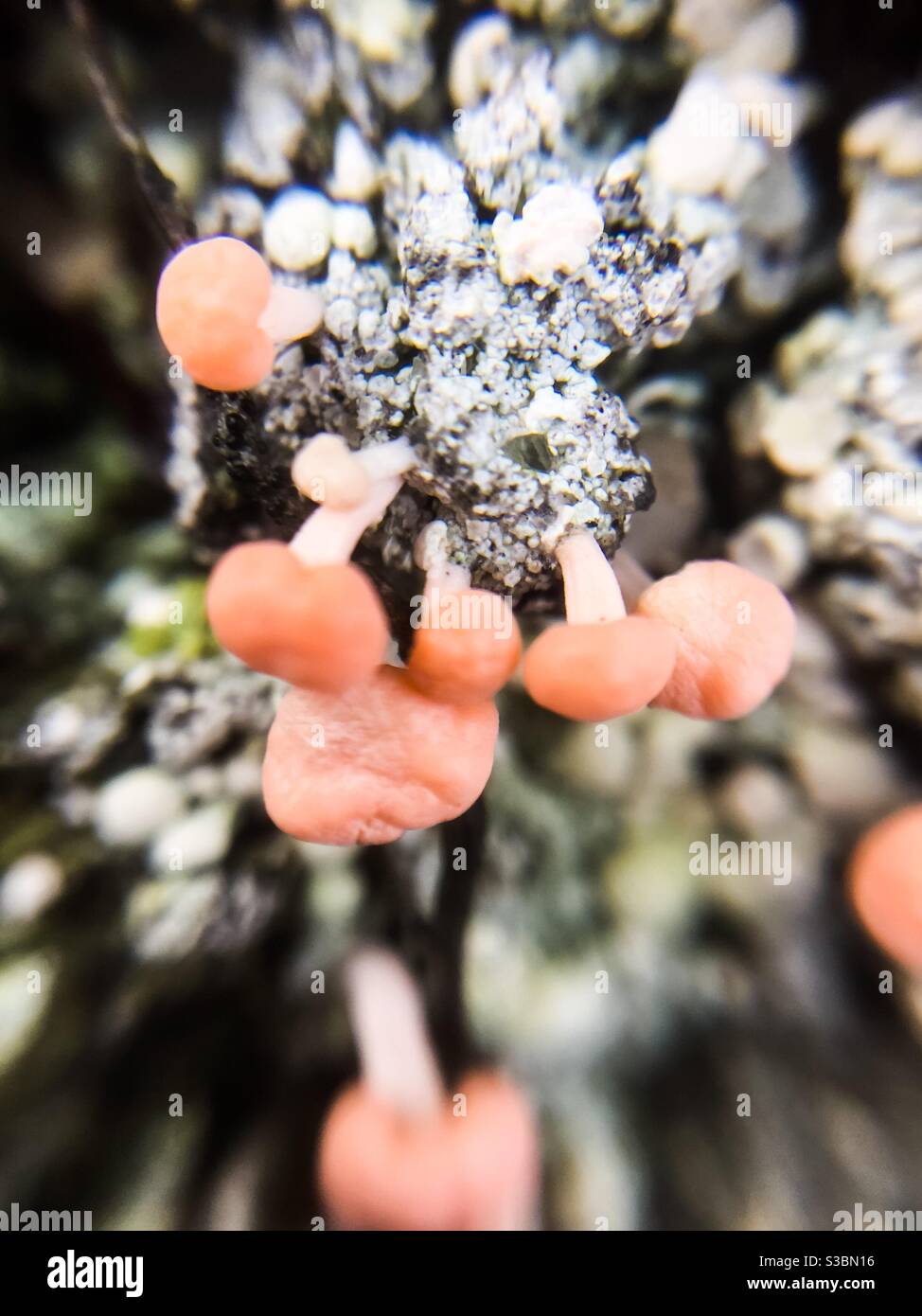 Pink soldier lichen, also called pink earth lichen, Dibaeis baeomyces, Nova Scotia, Canada - Smartphone Captured Stock Image